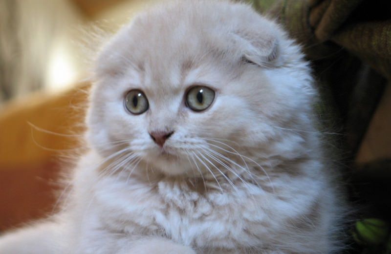 Scottish-Fold-malattie-genetiche