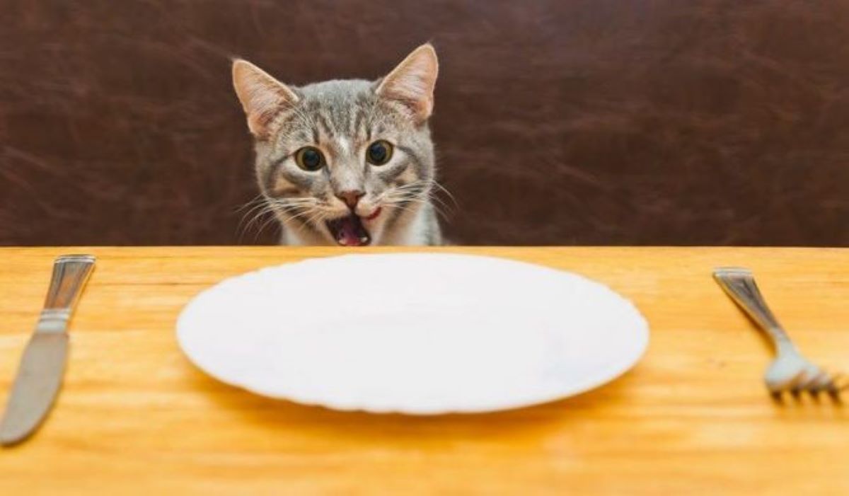 gatto-con-piatto