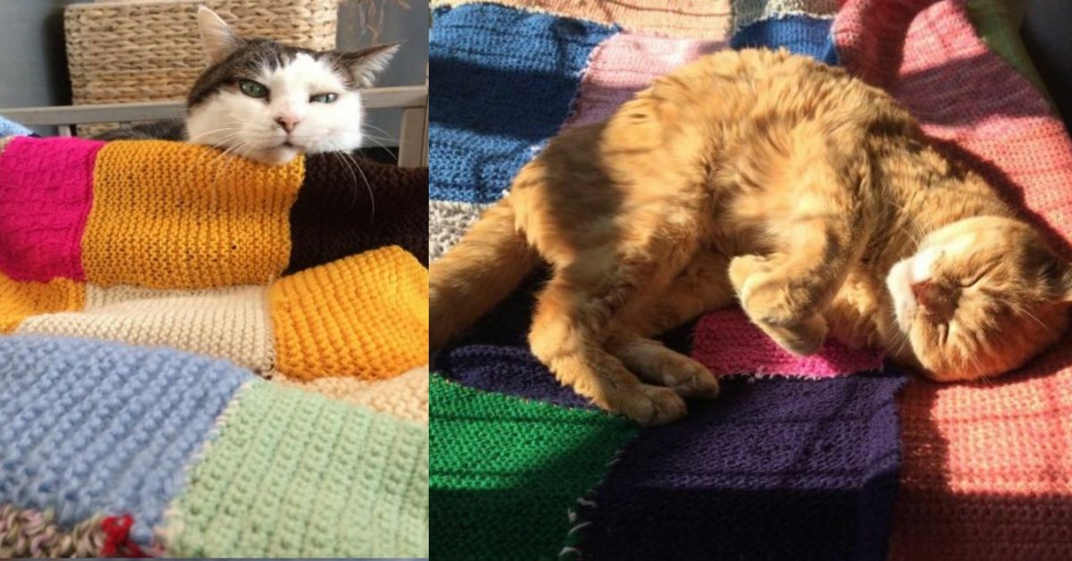 I gatti ospiti del gattile di Monza ricevono coperte dalle ospiti di una casa di riposo