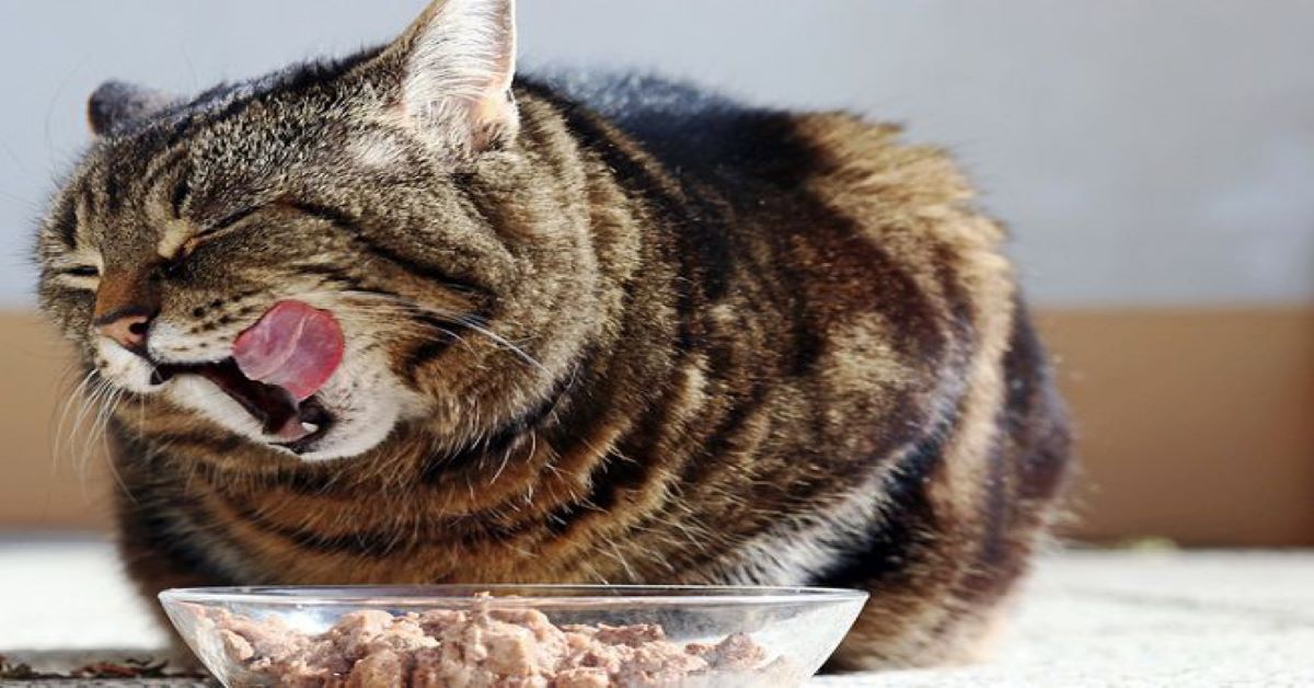 Il gatto si lega a chi gli dà il cibo?