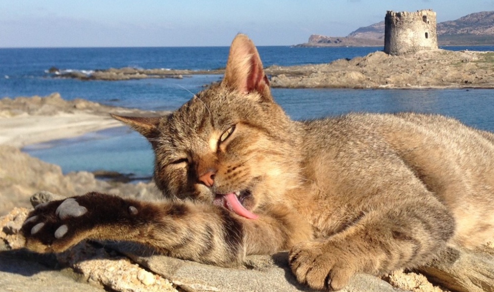 gatto-torre-spiaggia
