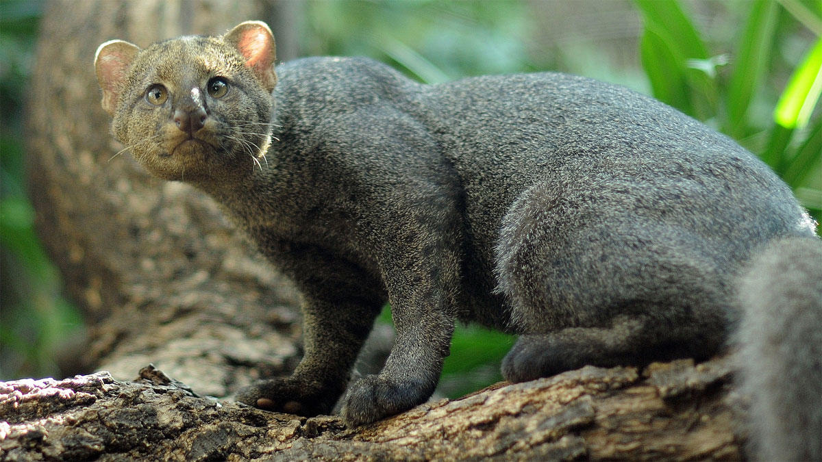 jaguarundi-su-albero