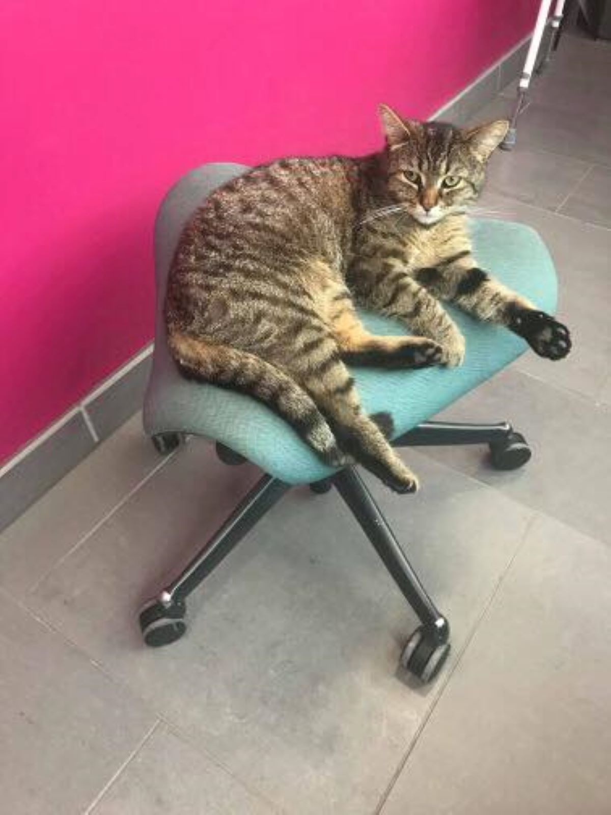 gatto-su-sedia