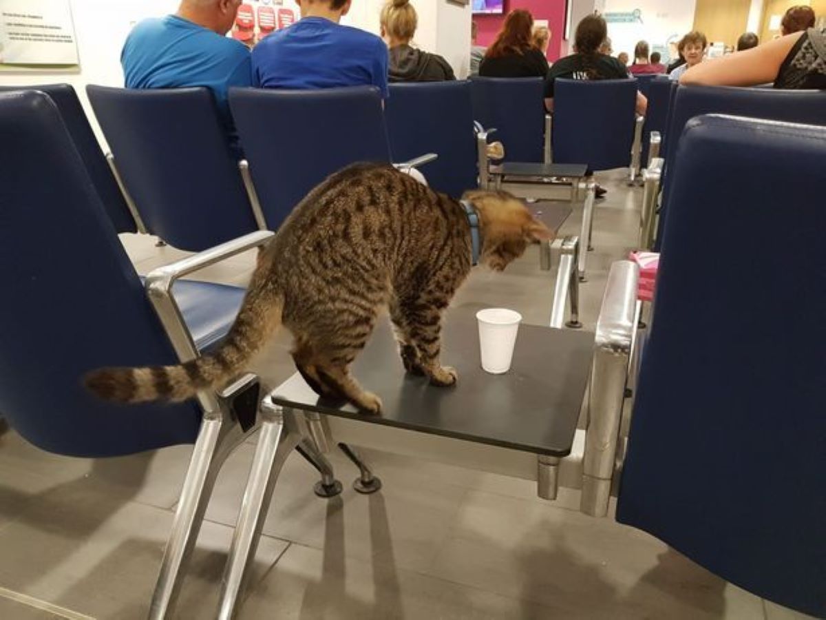 gatto-a-conferenza