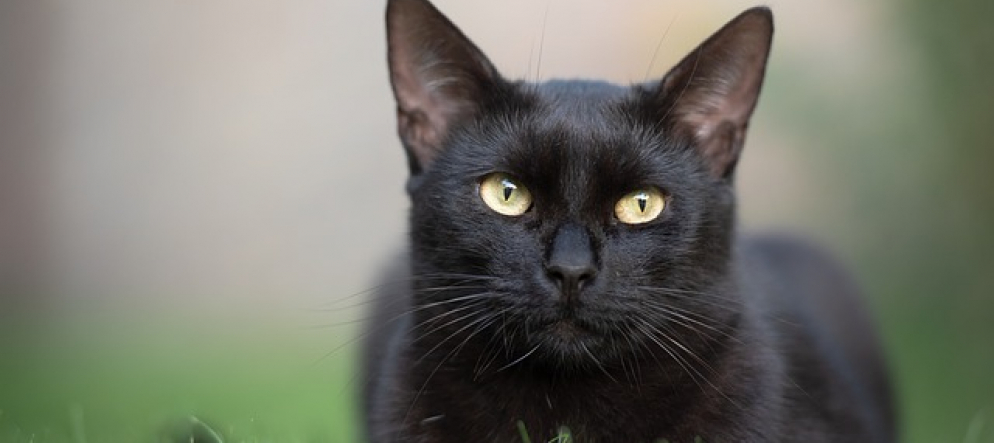 gatto-nero-bellissimo