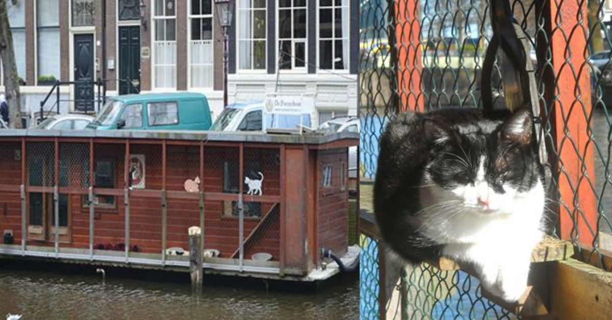 La barca dei gatti ad Amsterdam