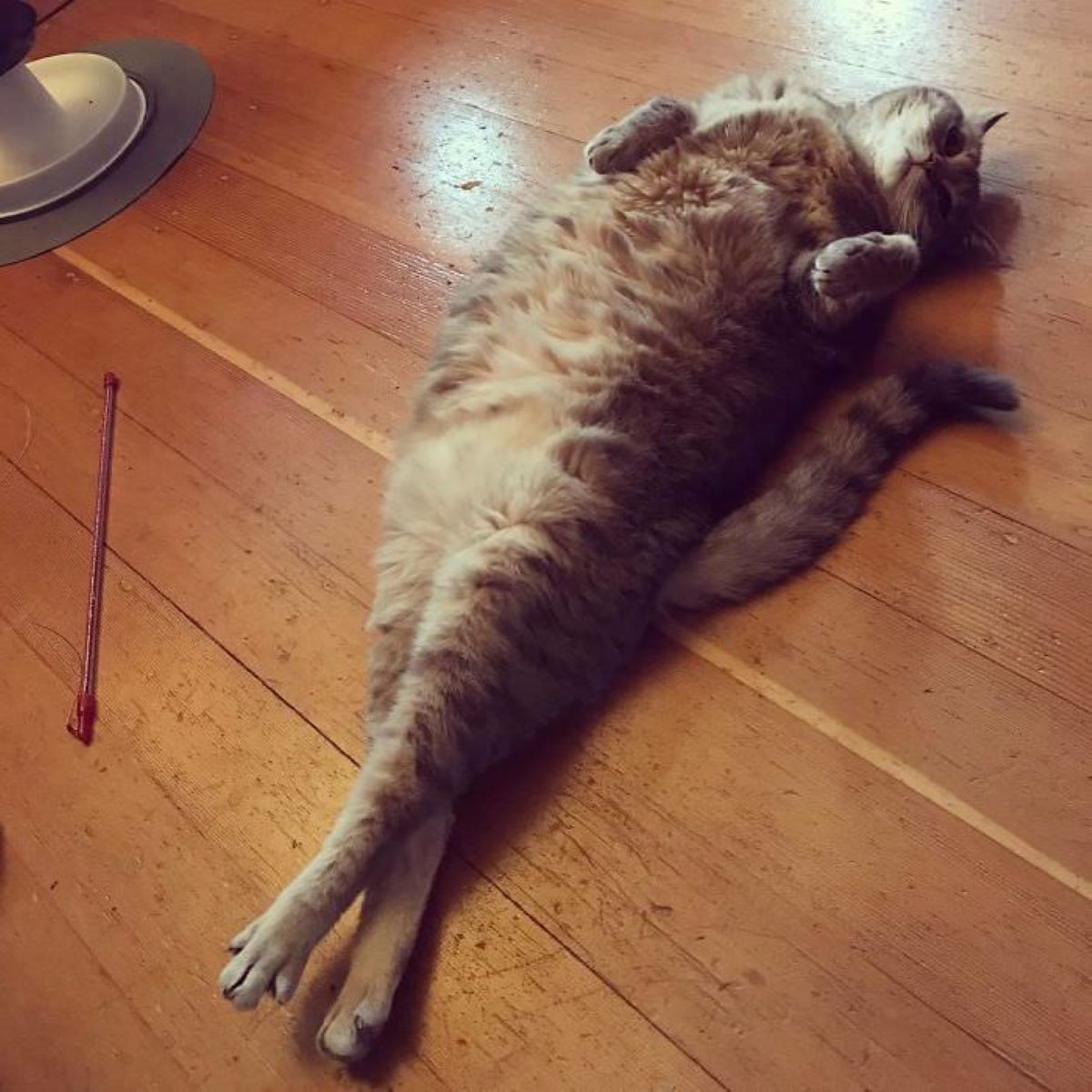 gatto-sul-pavimento