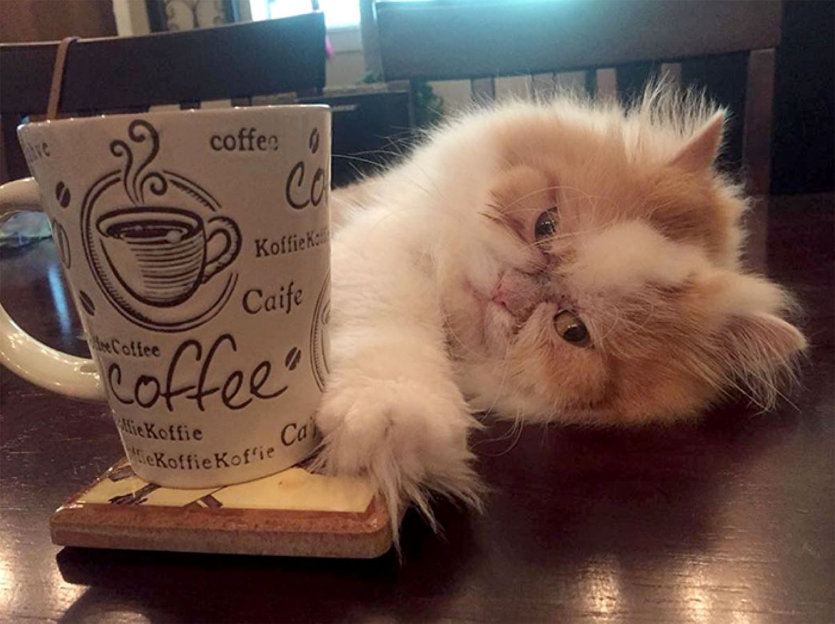gatto-vicino-a-tazza-caffè