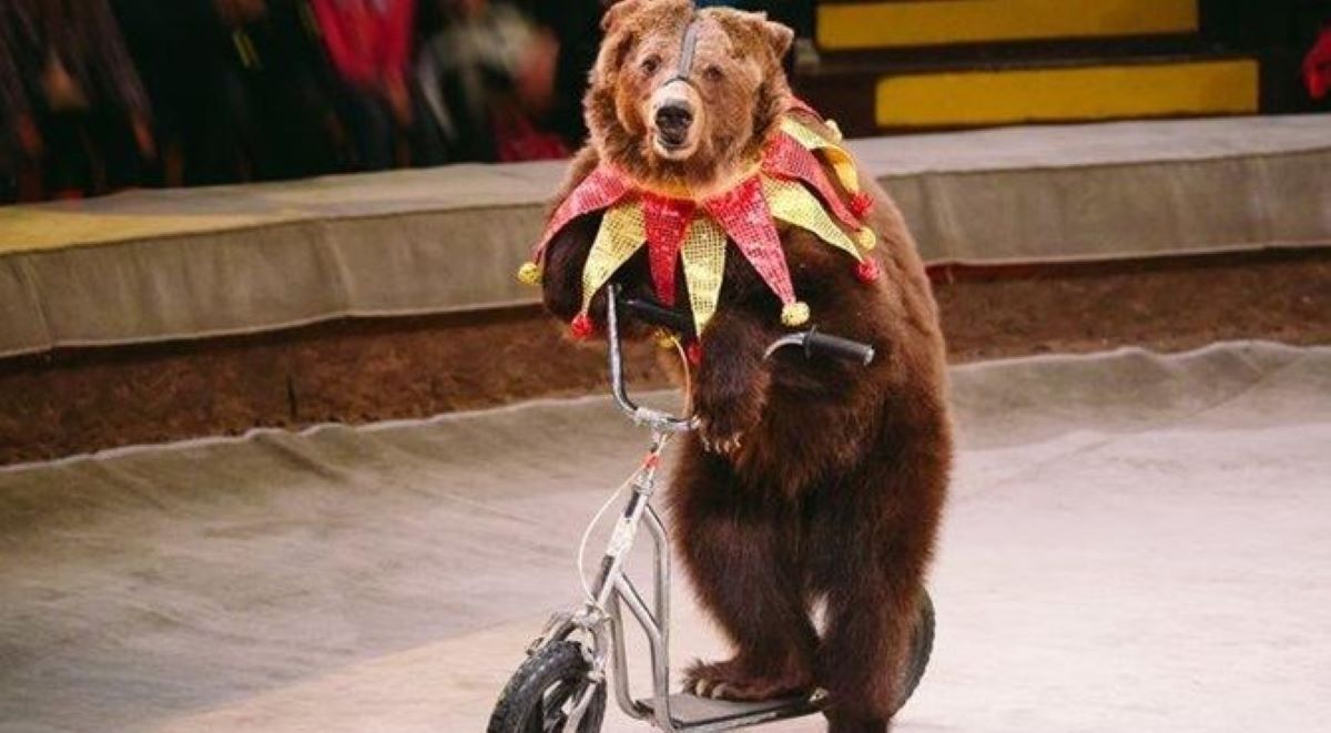 orso-su-bicicletta