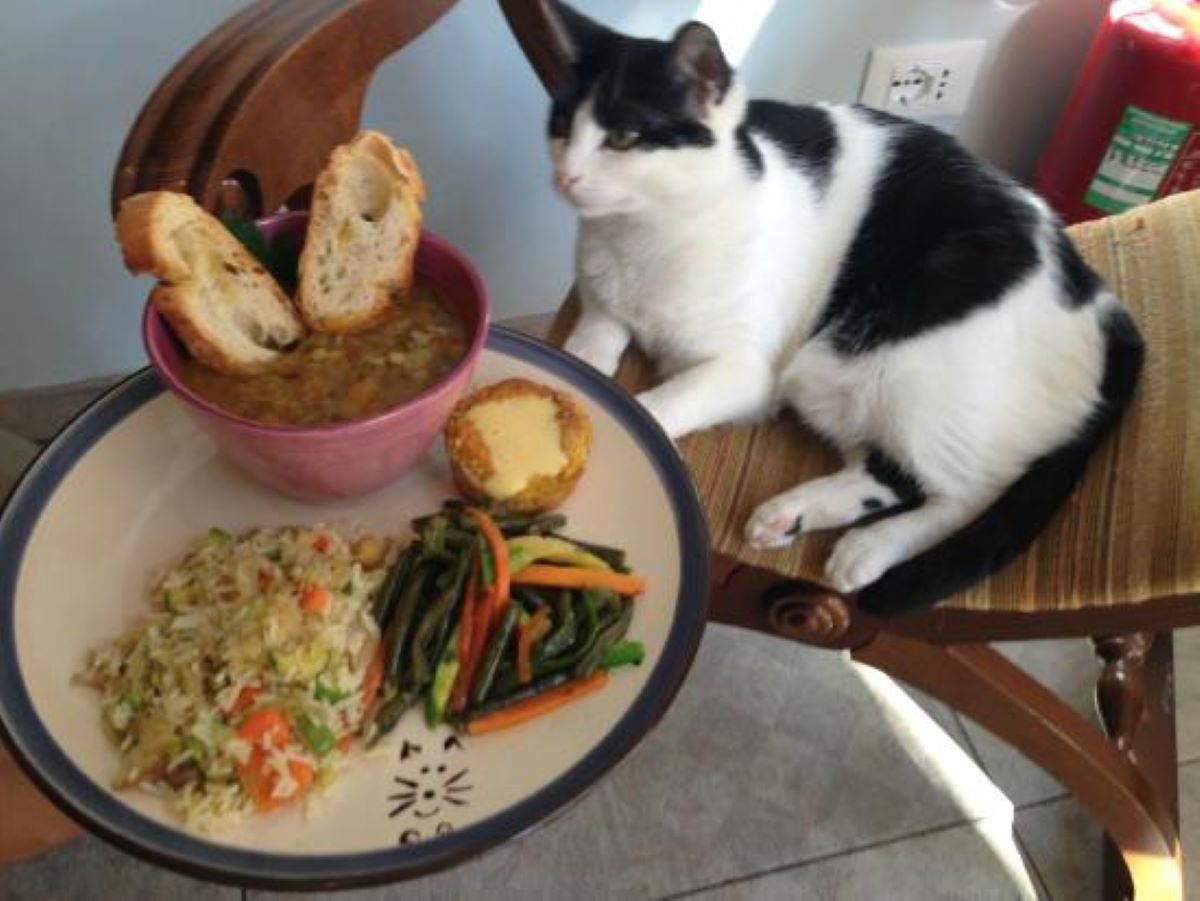 gatto-davanti-a-piatto-di-cibo