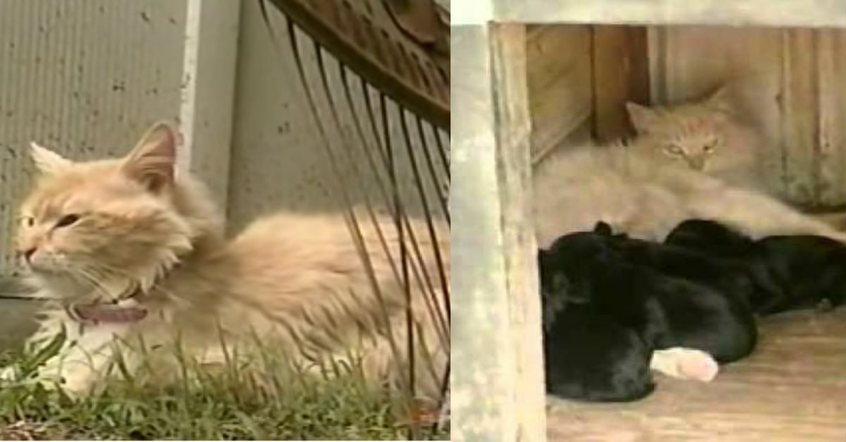 Miss Kitty: la gatta che allattò dei cuccioli di cane