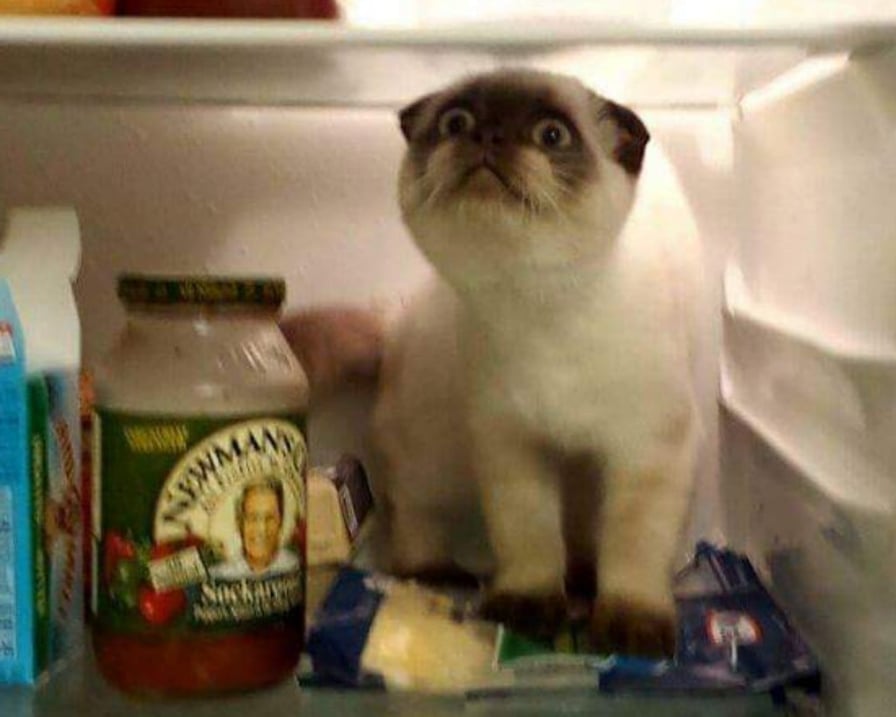gatto nel frigo