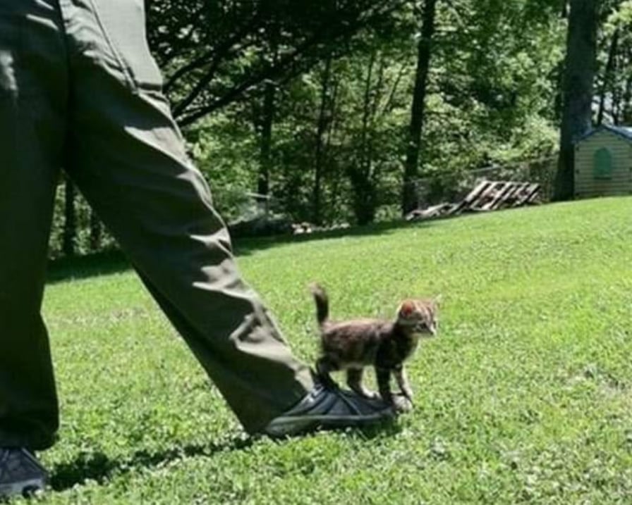 cucciolo di gatto nel prato