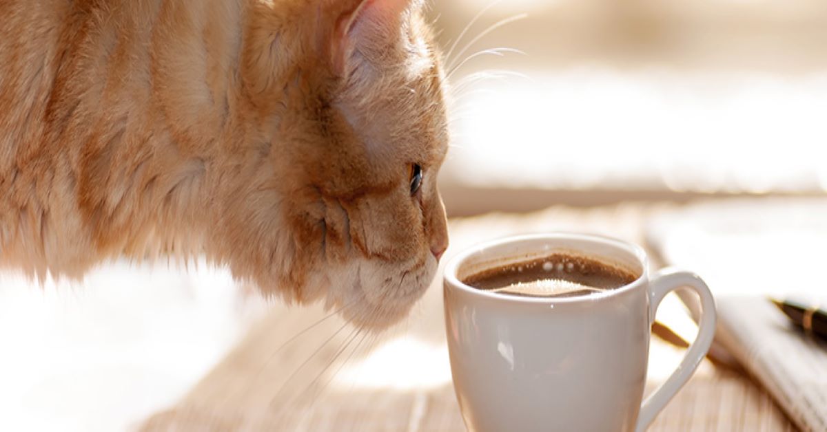 Neko cafè: dove i gatti sono i padroni