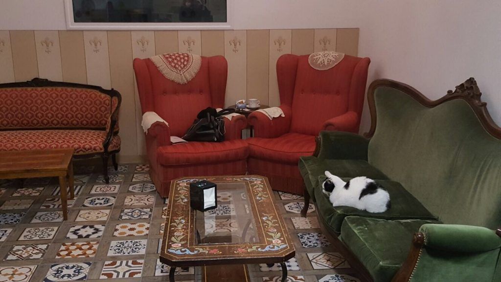 gatti-su-divano