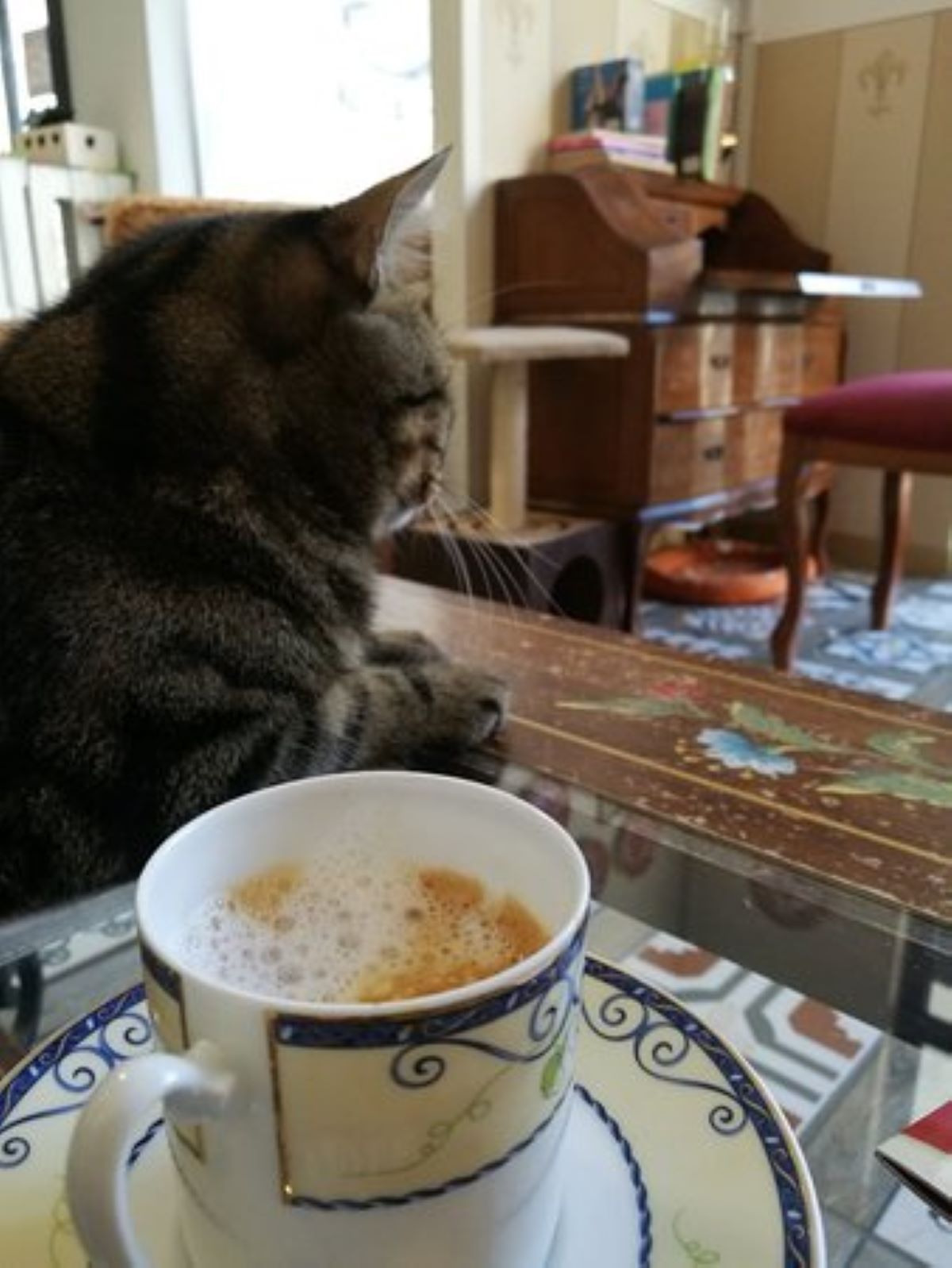 gatto-vicino-a-tazza-caffè