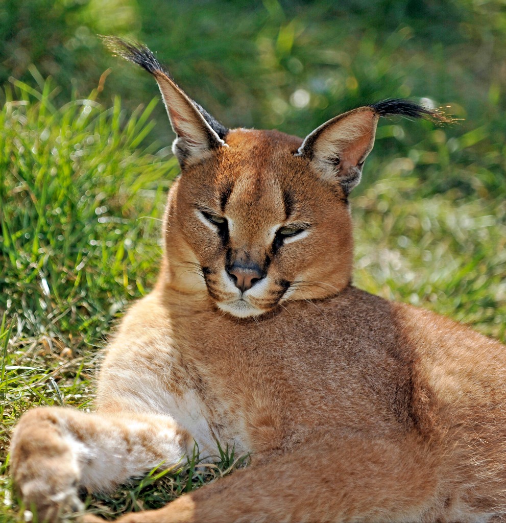 felino-media-taglia