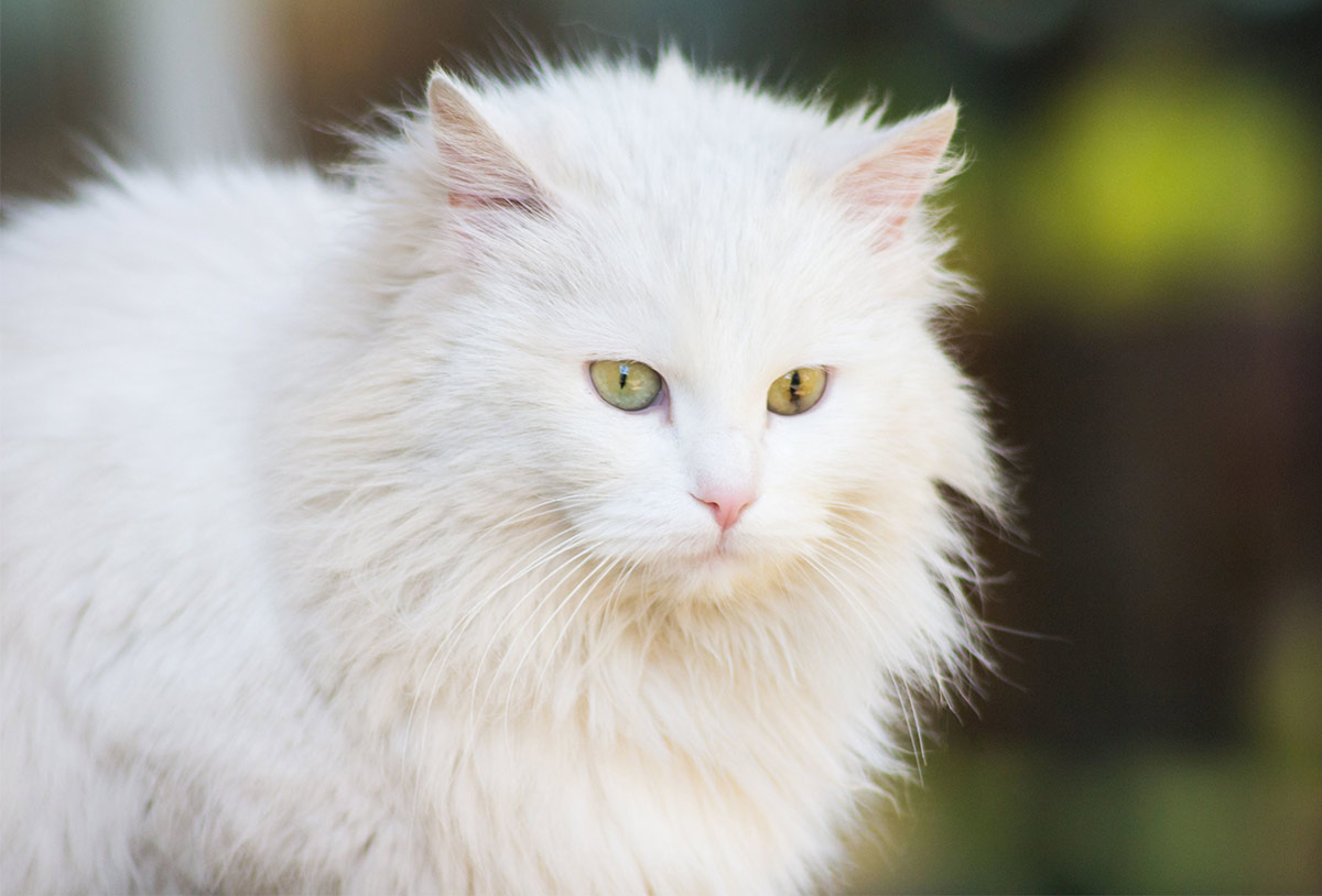 Сонник белая кошка