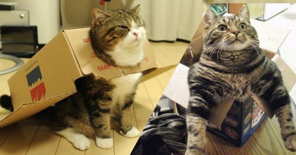 Gatti e scatole: immagini fantastiche e divertenti