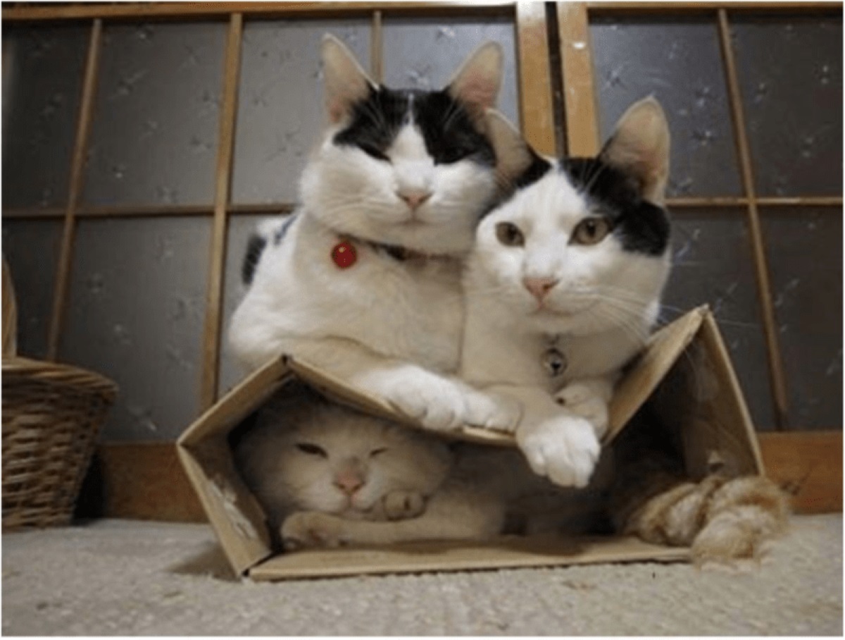 tre-gatti-con-scatola