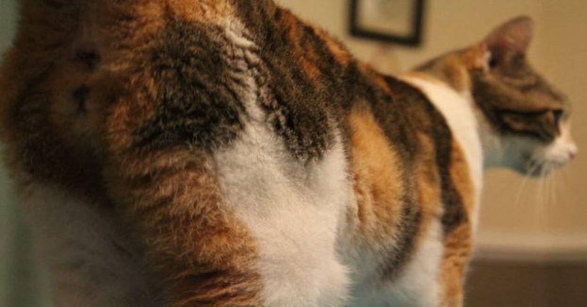 Perché il gatto ci mostra il sedere?