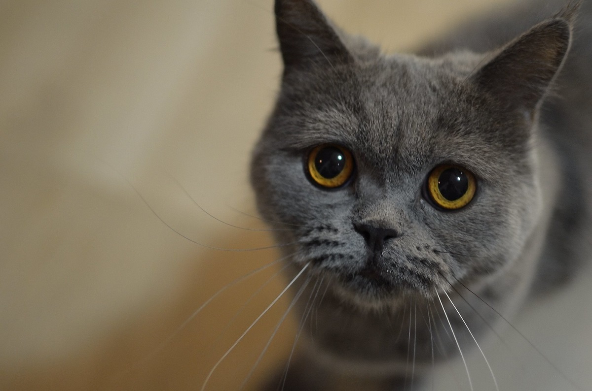 Gatto con pupille dilatate: le cause