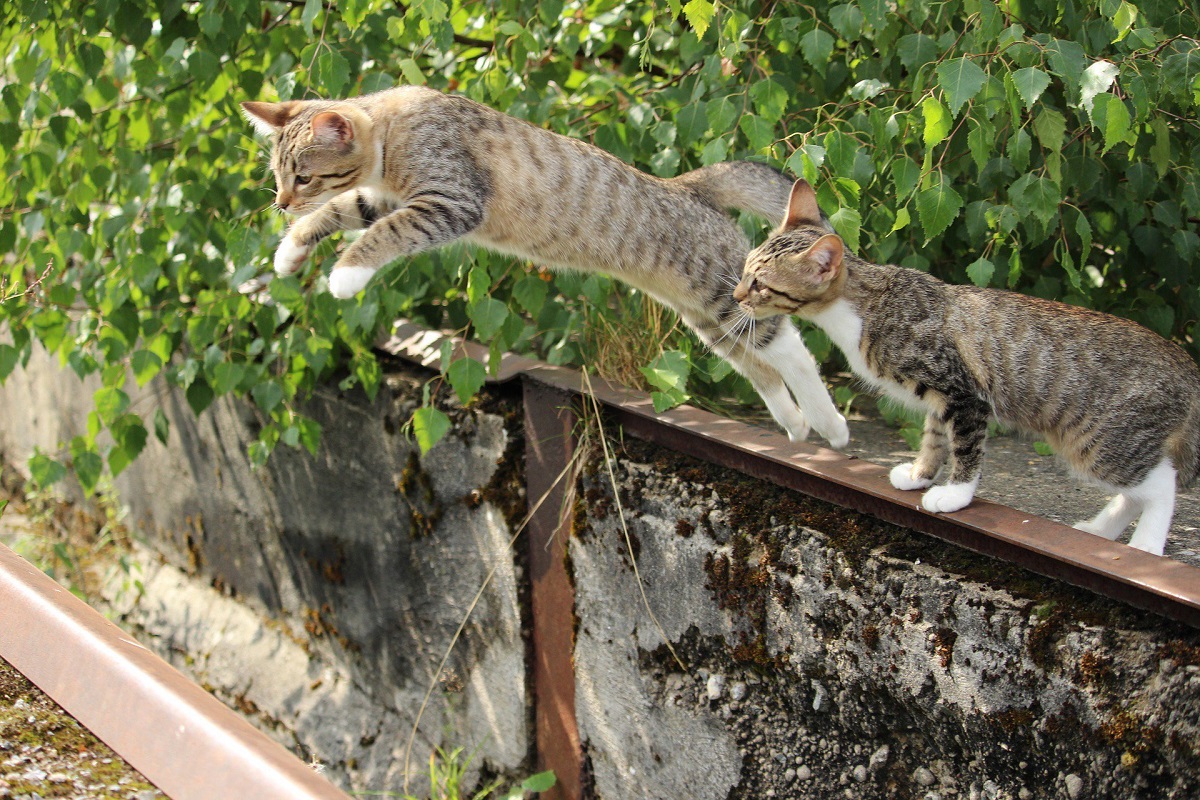 gatti saltano da muretto