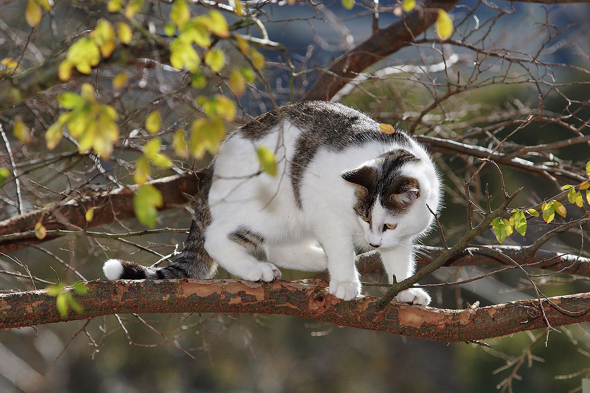 gatto su albero