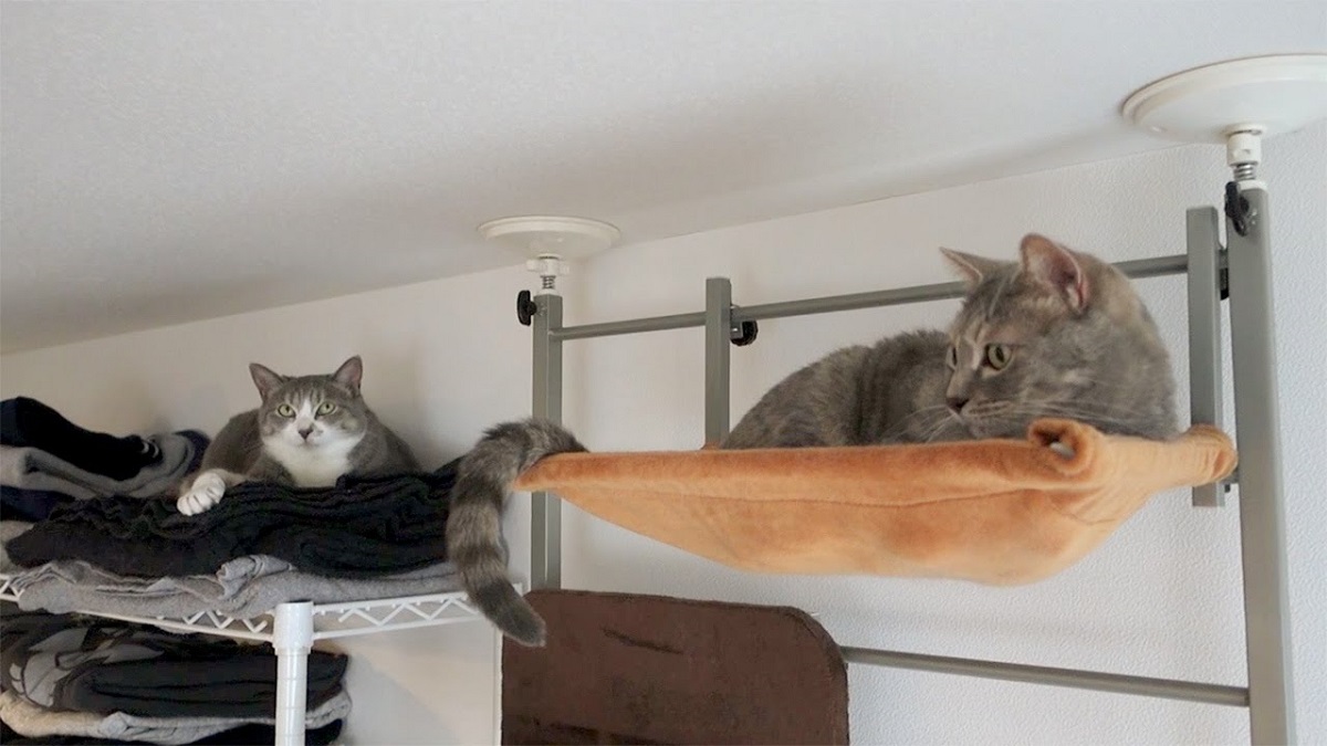 due gatti vicino al tetto