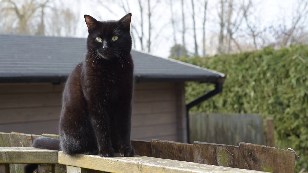 gatto su staccionata