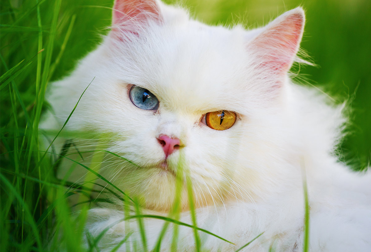 gatto bianco occhio giallo occhio blu