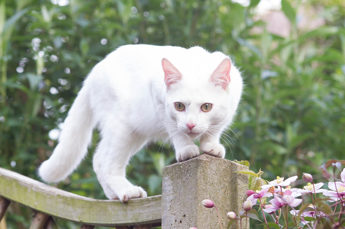 gatto bianco su staccionata