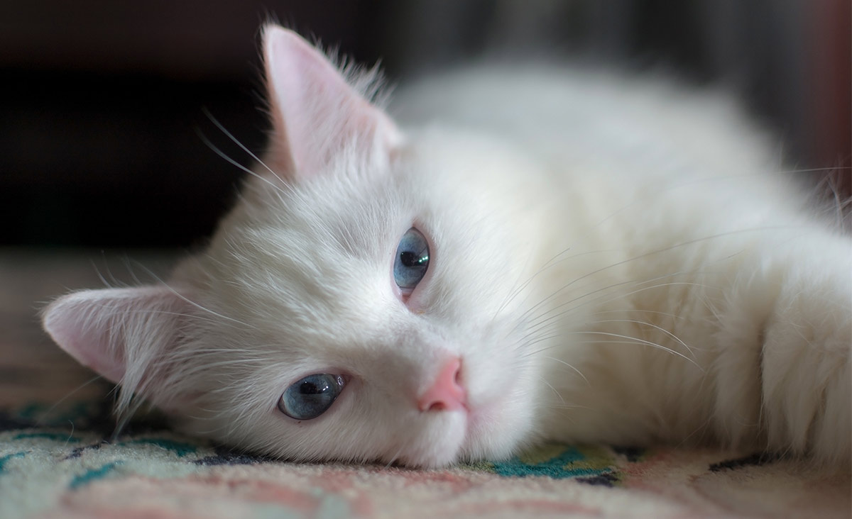 Perché i gatti bianchi sono sordi?
