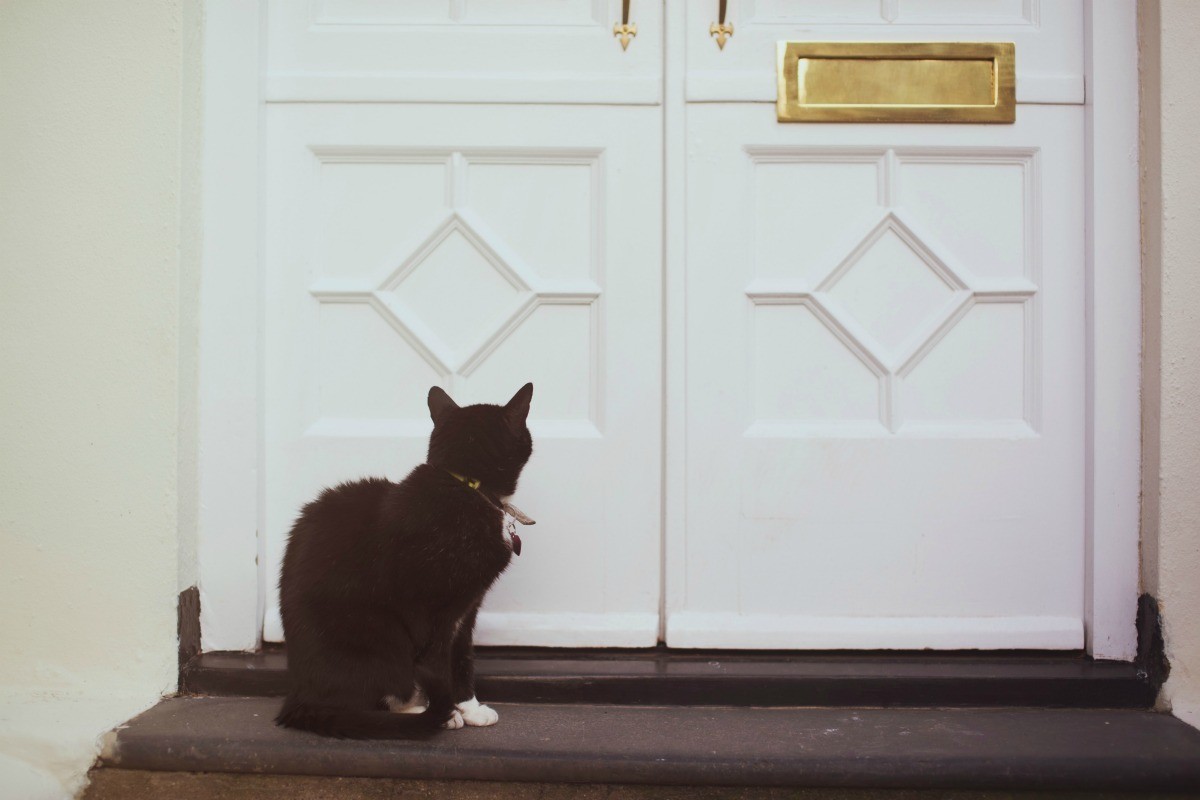 gatto dietro porta