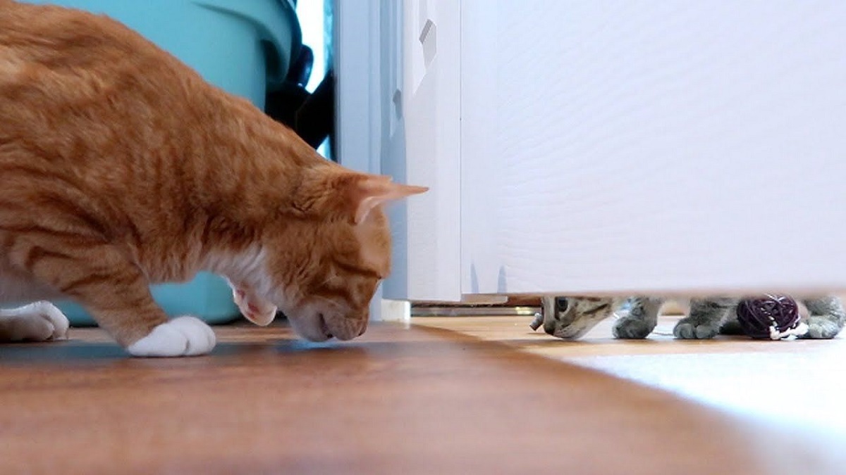due gatti separati da una porta