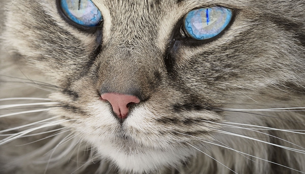 gatto con occhi azzurri