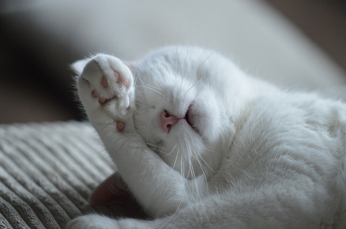 gatto dorme con zampa sul muso