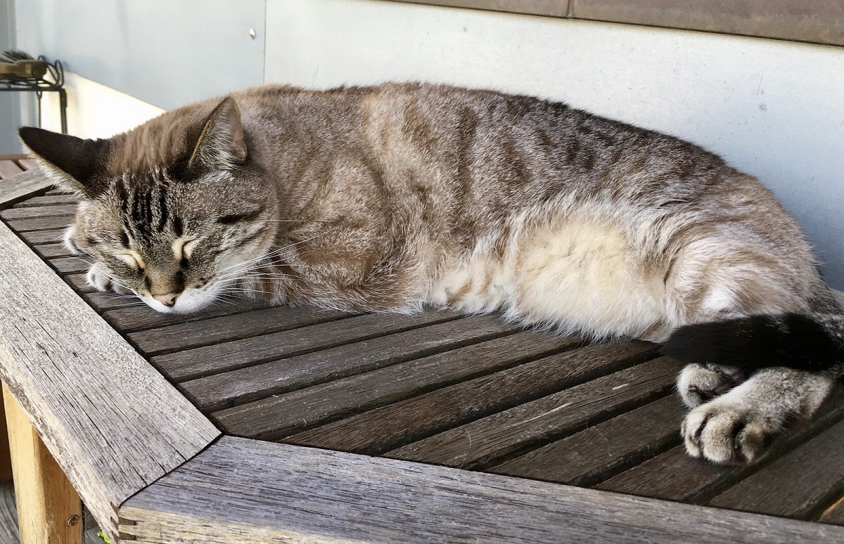 gatto dorme su tavolino