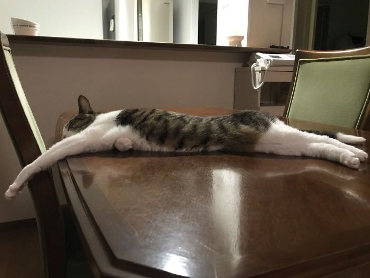 gatto-steso-sopra-un-tavolo
