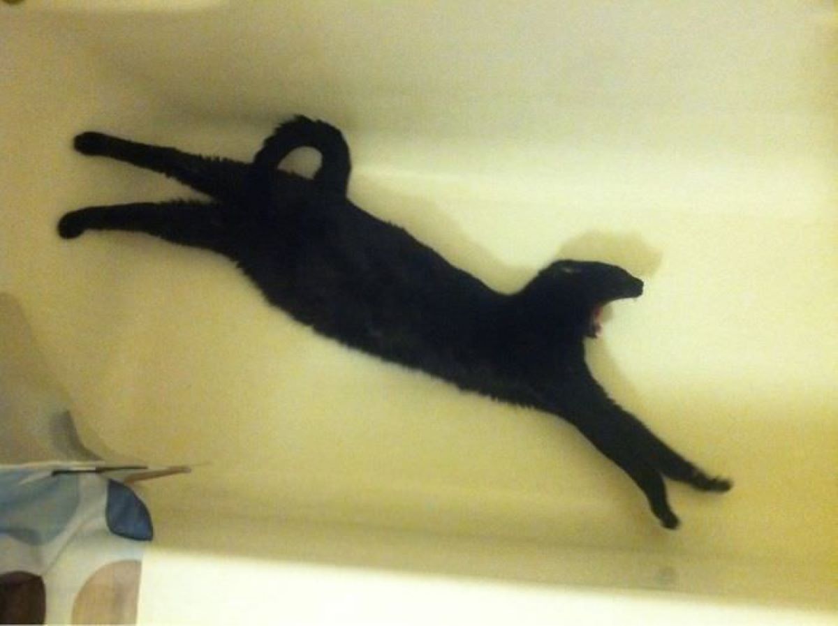 gatto-nella-vasca