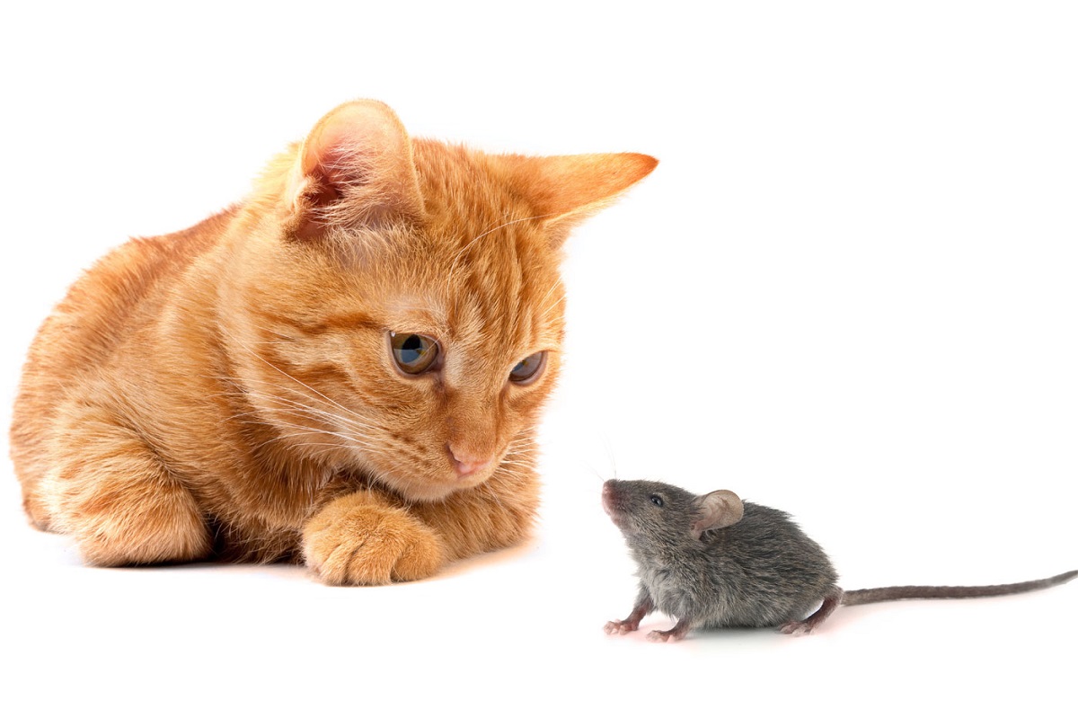 gatto e topo su sfondo bianco