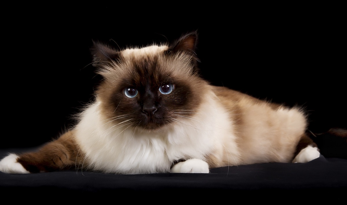 gatto sacro di birmania su sfondo nero