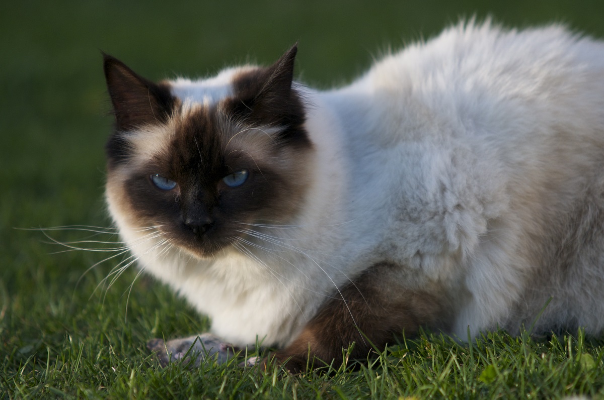 ragdoll sull'erba