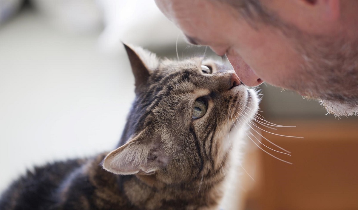 gatto con padrone