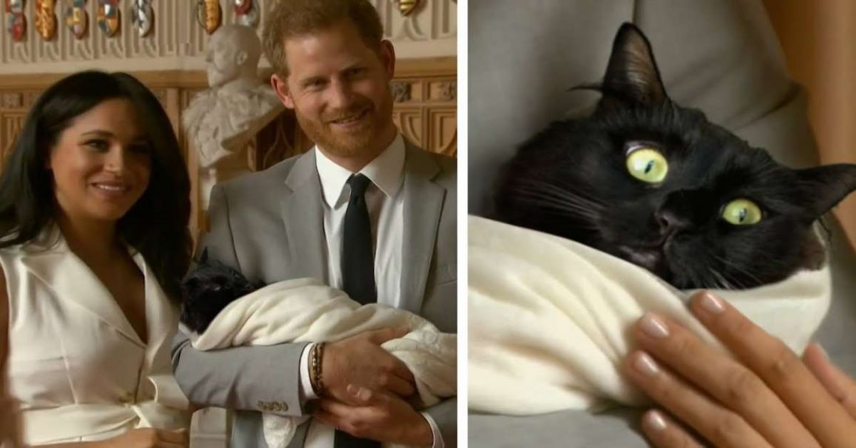 Gatto di Meghan Markle: si chiamava Archie, come il Royal Baby
