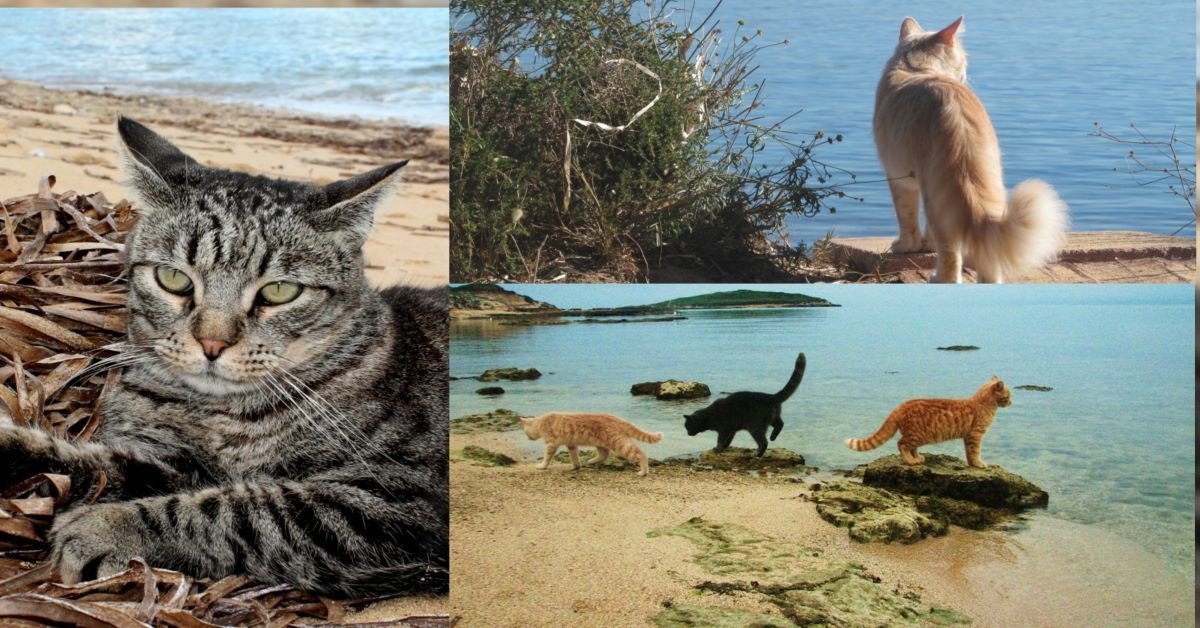 Sardegna: i gatti di Su Pallosu