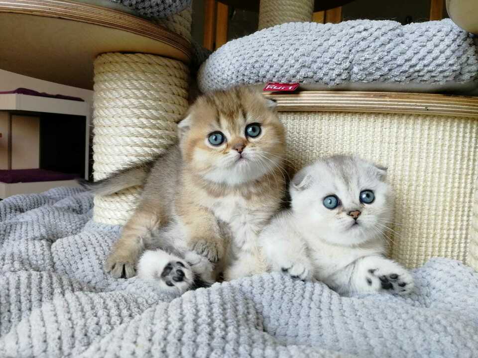 Scottish-Fold-malattie-genetiche