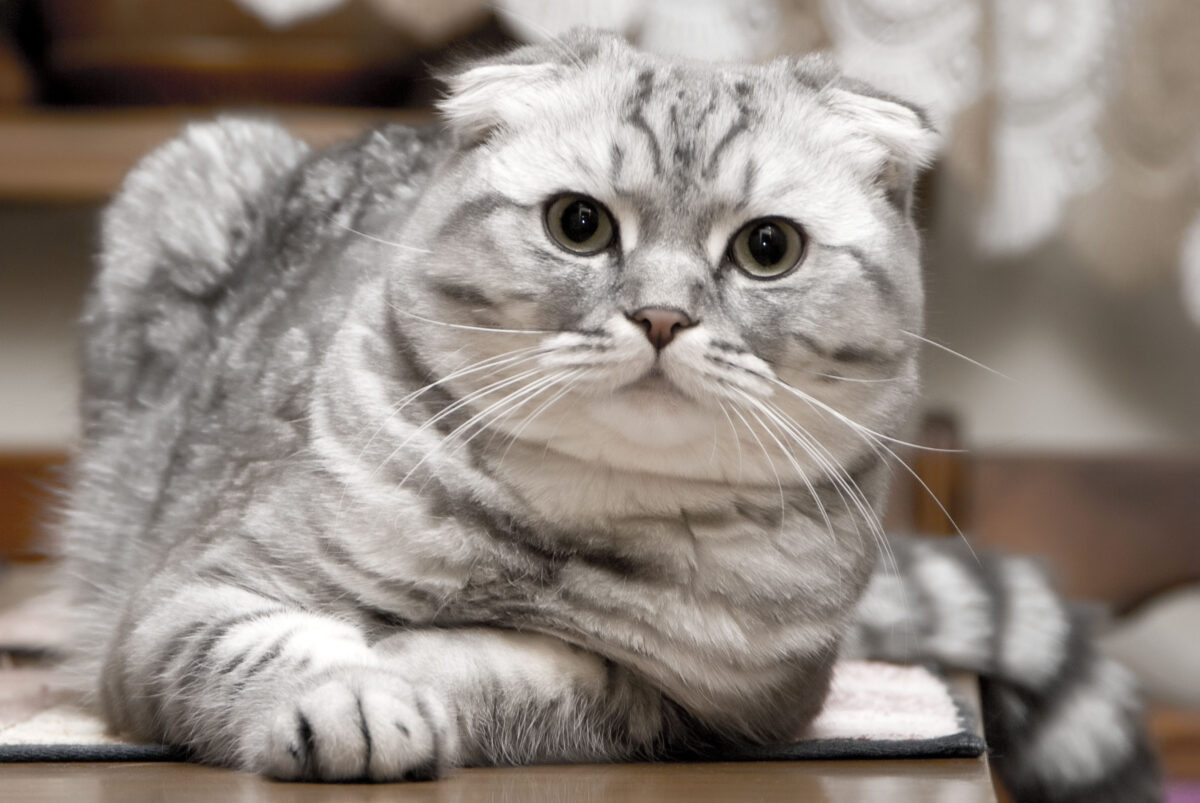 Scottish Fold: malattie genetiche