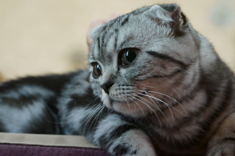 Scottish-Fold-malattie-genetiche