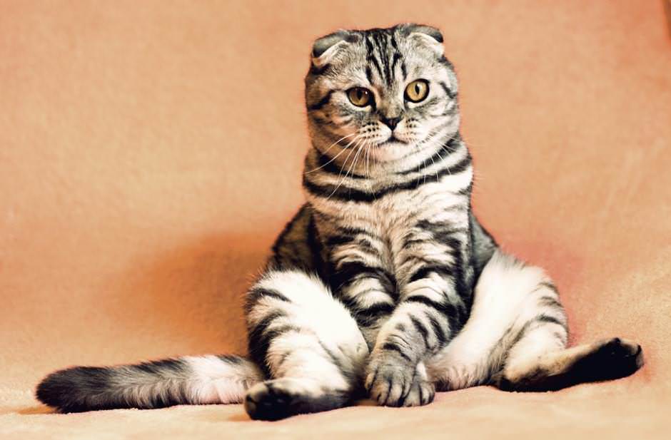 Scottish-Fold-malattie-genetiche